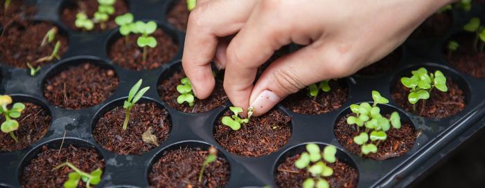 Urban farming