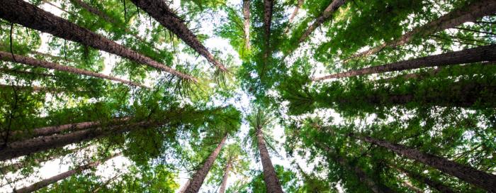 Trees
