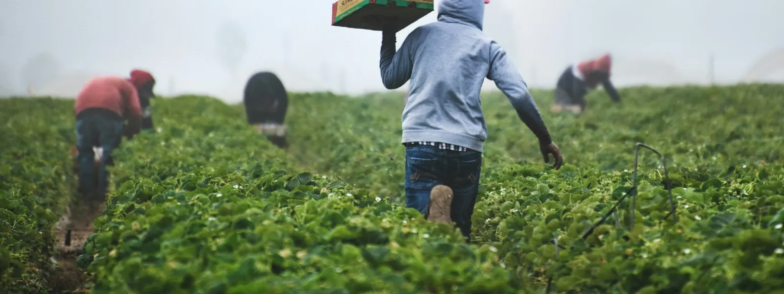 farmers