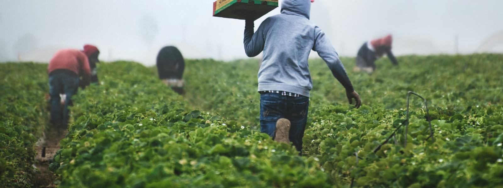 farmers