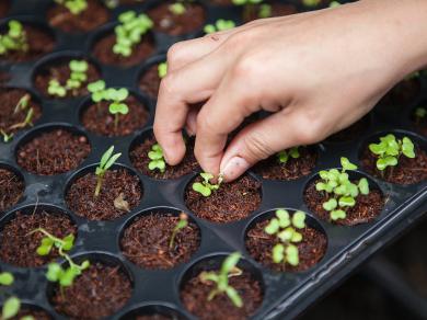 Urban farming